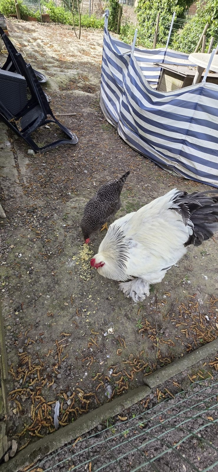 Mooie grote sierhaan met hen, Brahma-type, op bod, Dieren en Toebehoren, Pluimvee