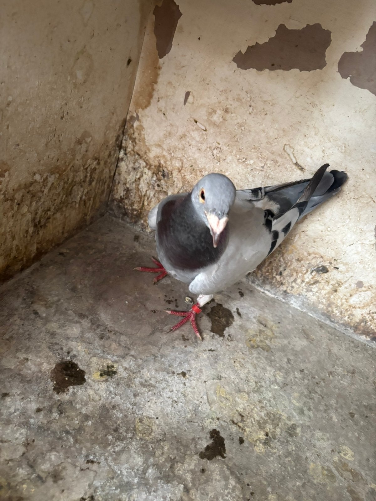 Blauwe doffer, Dieren en Toebehoren