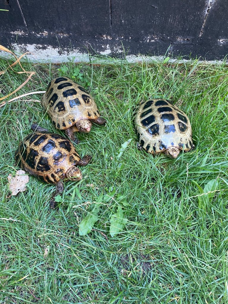 Indotestudo elongata 1.2, Dieren en Toebehoren, Reptielen en Amfibieën, Schildpad, 11 jaar of ouder