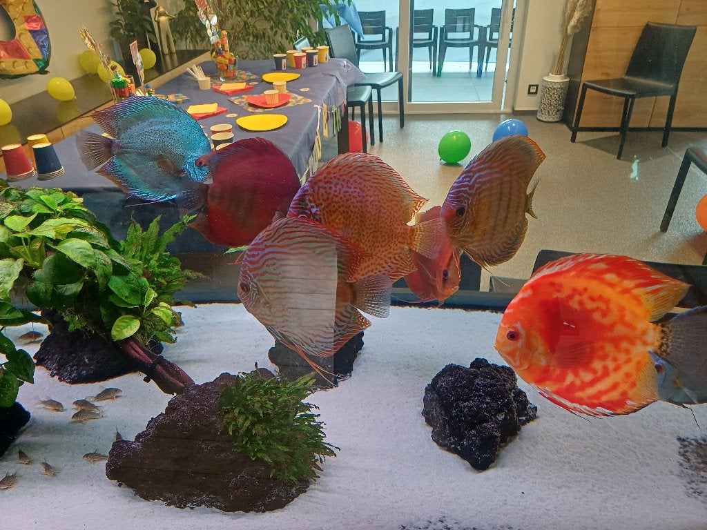 Discus, Animaux & Accessoires, Poisson d'eau douce