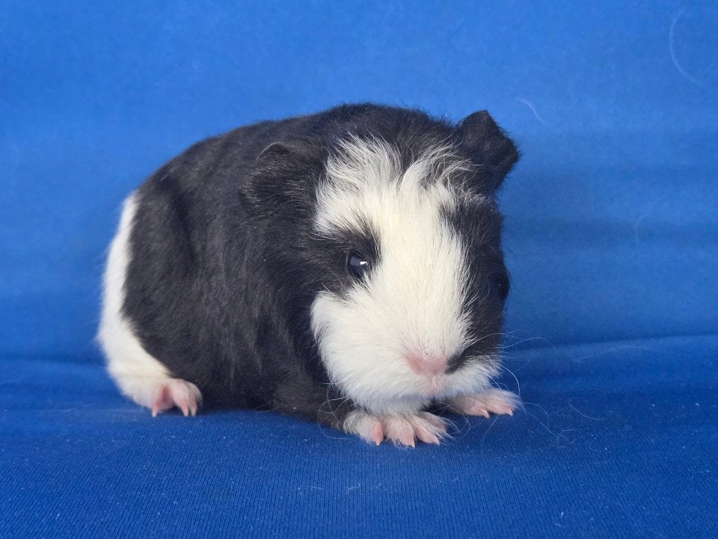 Lief Ch Teddy beertjes beschikbaar, Cavia, Augustus, Mannelijk, Tam