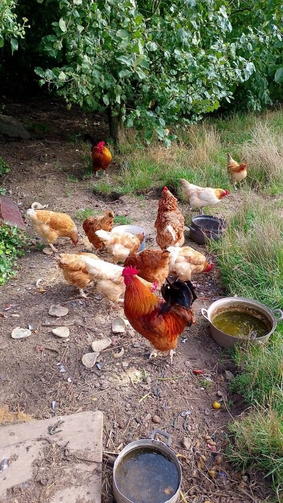 10 legkippen en 3 hanen, Dieren en Toebehoren, Pluimvee, Meerdere dieren, Kip
