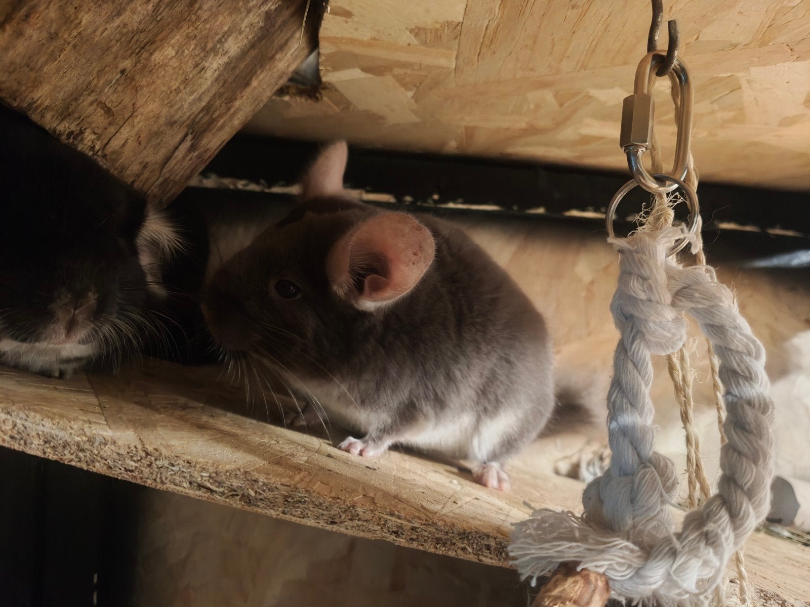 Chinchilla brown, Dieren en Toebehoren, April, Mannelijk