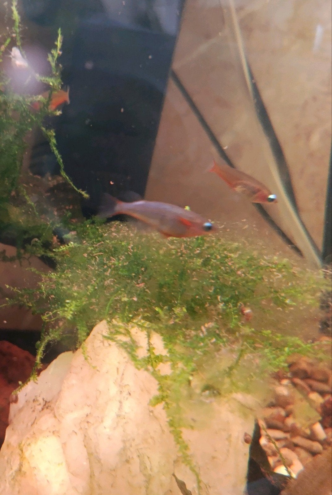 Speciale medaka : Daisy Blue, Dieren en Toebehoren, Vissen | Aquariumvissen, Vis