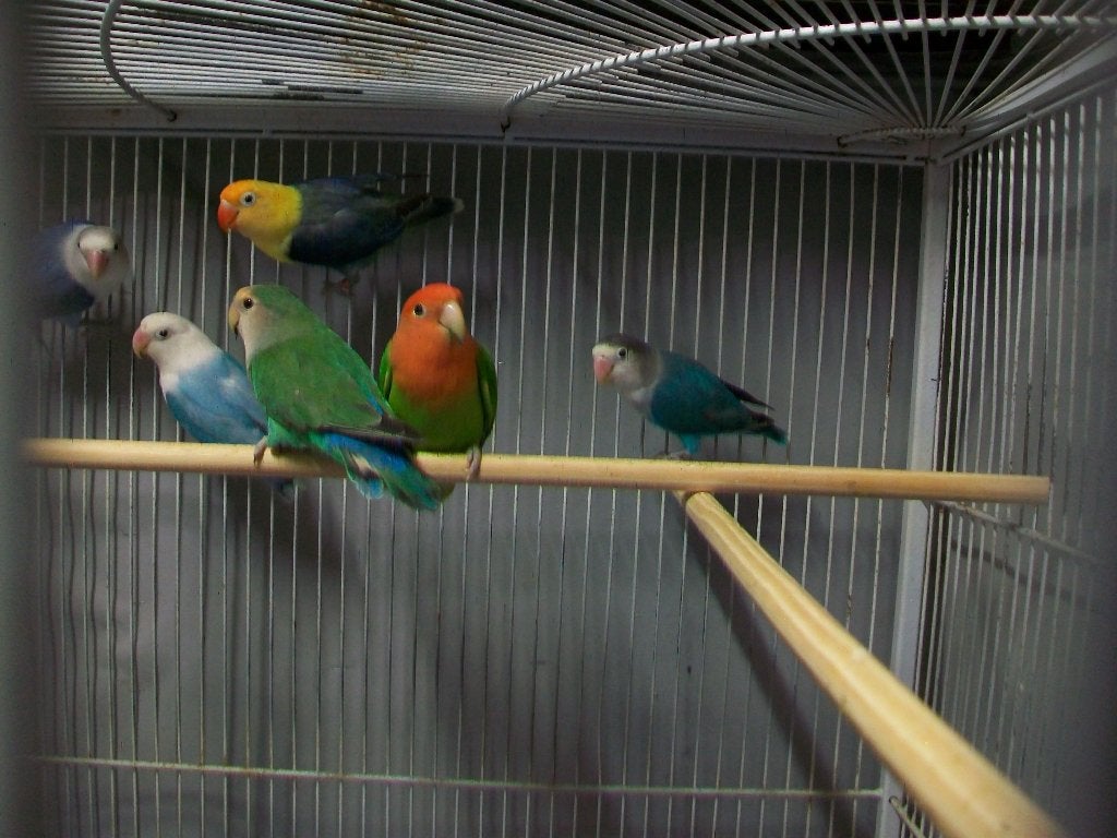 Agapornissen - fischeri te koop, Meerdere dieren, Dwergpapegaai of Agapornis, Geringd