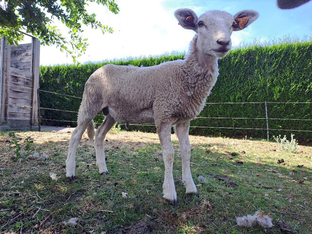 Easy care ram 2026, Dieren en Toebehoren, Schapen, Geiten en Varkens, Mannelijk, Schaap, 0 tot 2 jaar