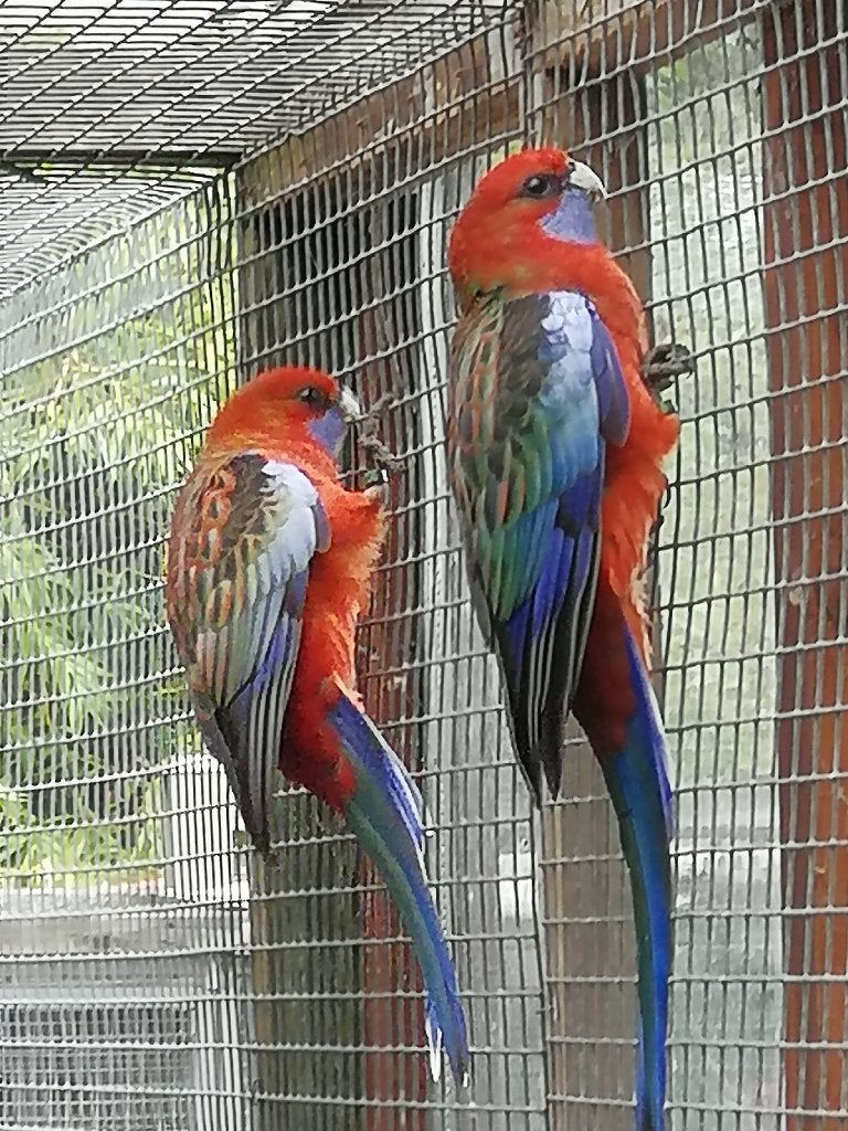 penant wildkleur, Animaux & Accessoires, Sexe inconnu, Perruche, Bagué