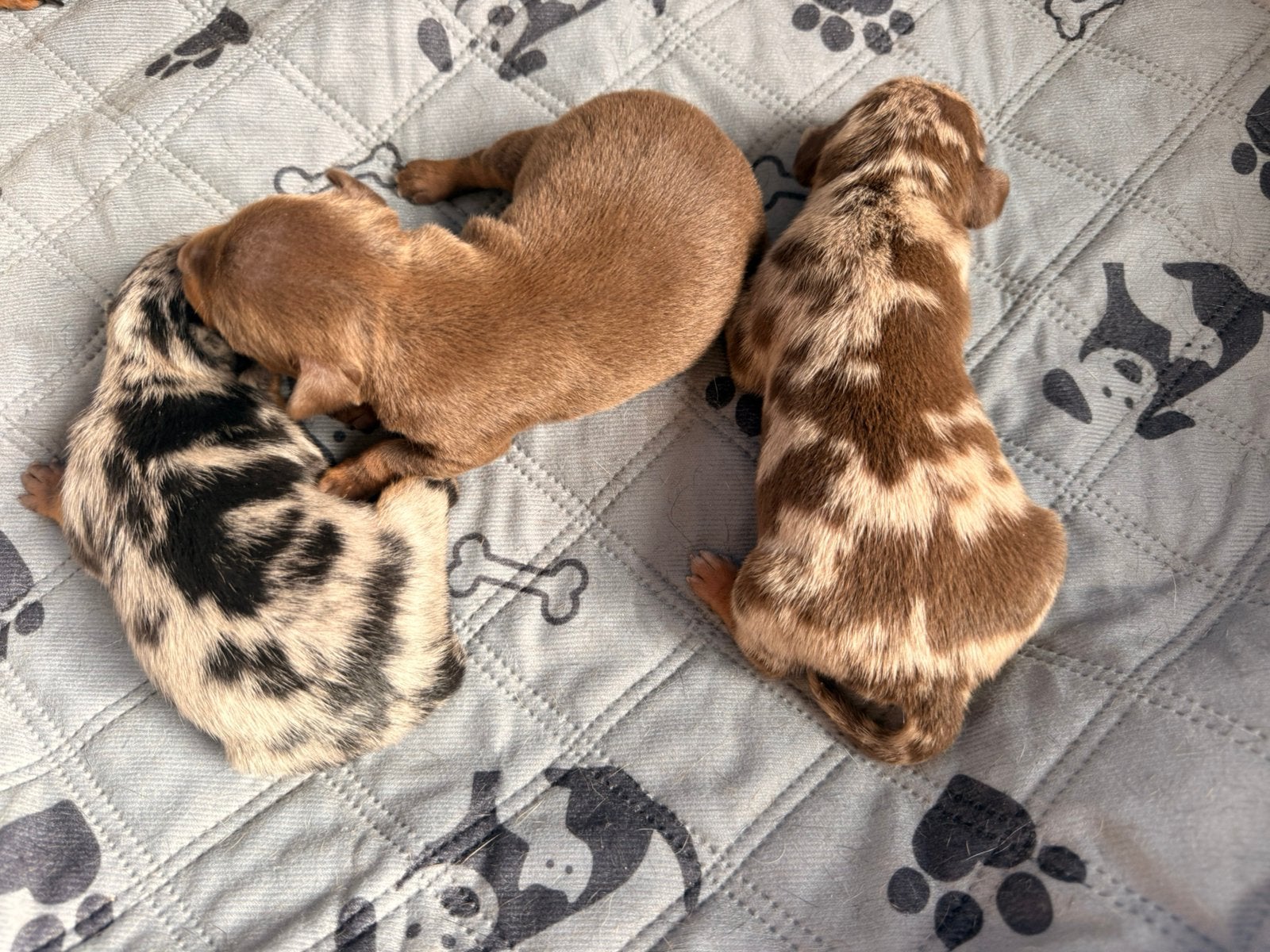 Dwergpinscher pups, Maladie de Carré (chiens), Autres races, Plusieurs, Belgique