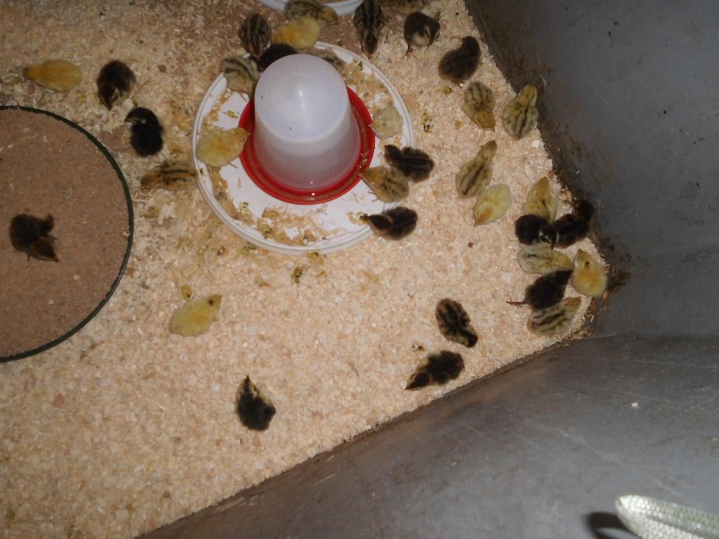 japanse kwartelkuikens, Dieren en Toebehoren