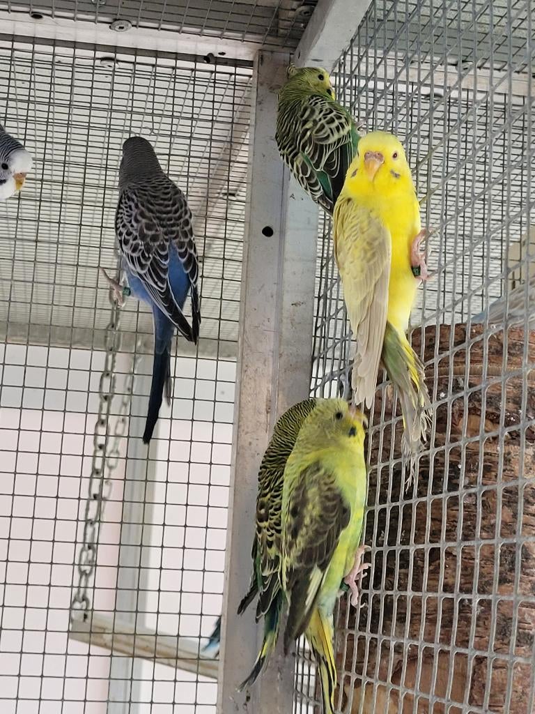 Grasparkieten, Plusieurs animaux, Perruche, Bagué