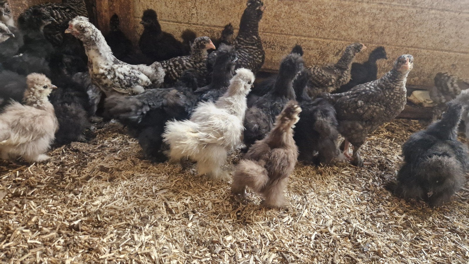 zijdehoendjes, Plusieurs animaux, Poule ou poulet