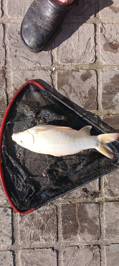 koivissen, Dieren en Toebehoren, Karper of Koi