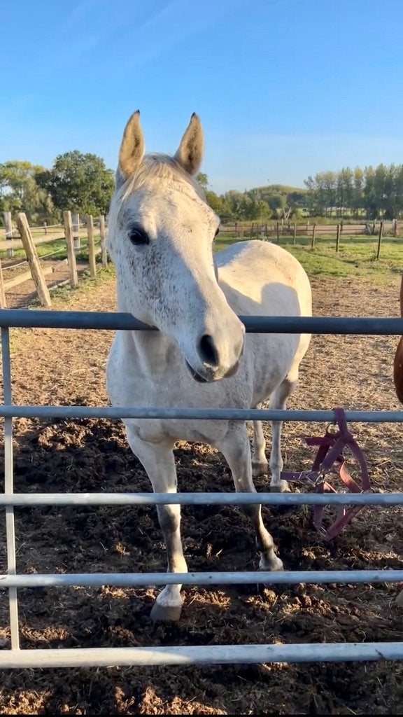 Brave D pony, Animaux & Accessoires, Avec puce électronique, Poney D (1.37 m à 1.48m), Ne s'applique pas, Jument