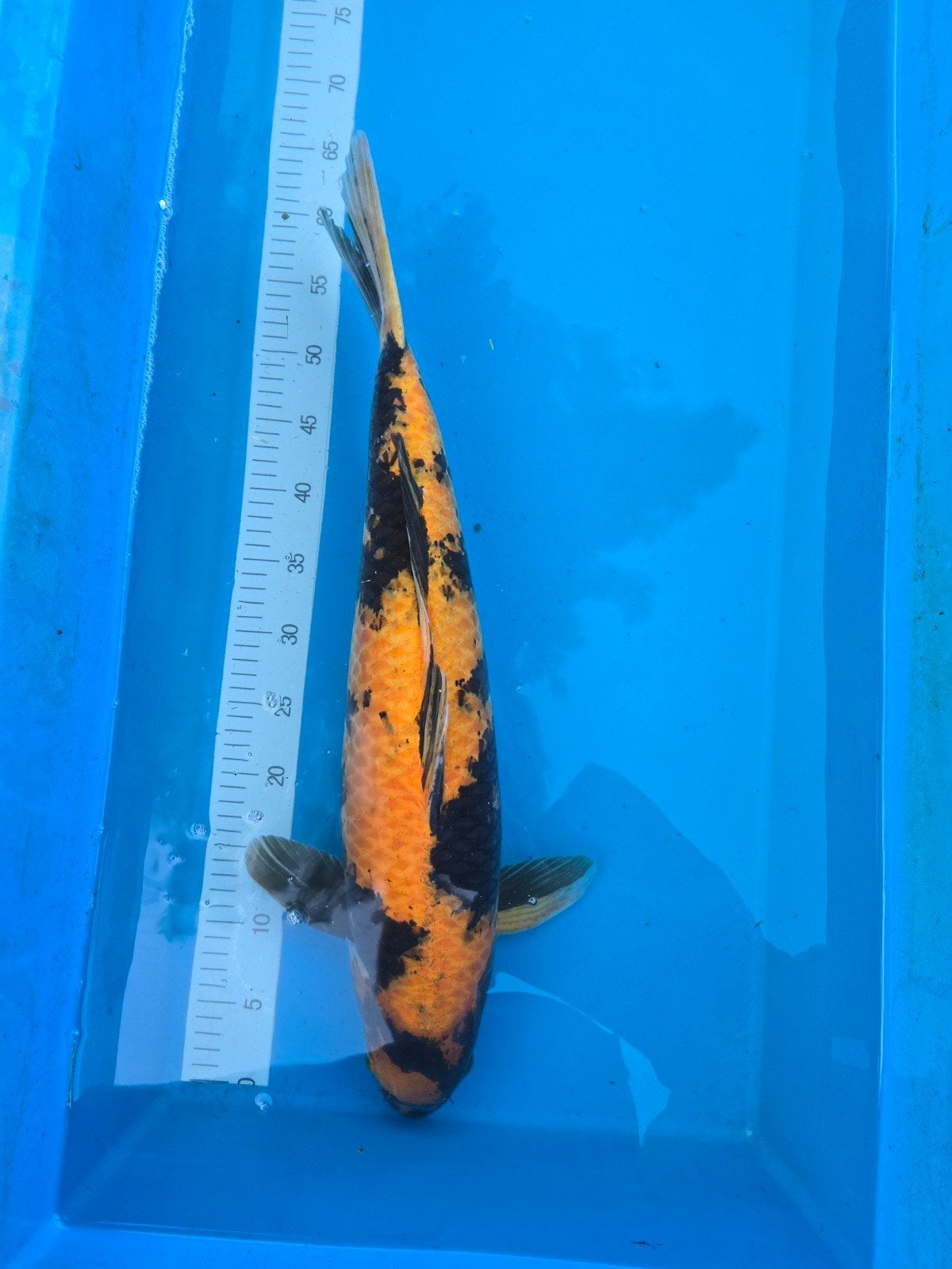 Zeer mooie Ki Utsuri 60-65cm