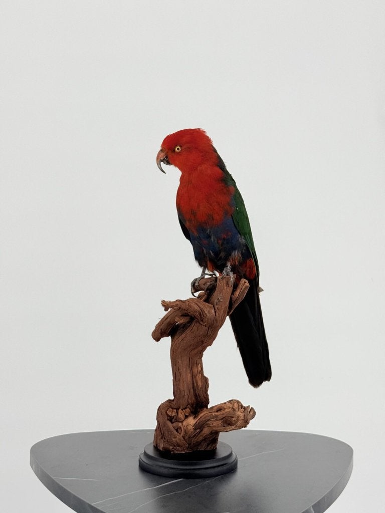 Taxidermie Koningsparkiet op houten stronk, Enlèvement ou Envoi, Neuf, Oiseaux, Animal empaillé