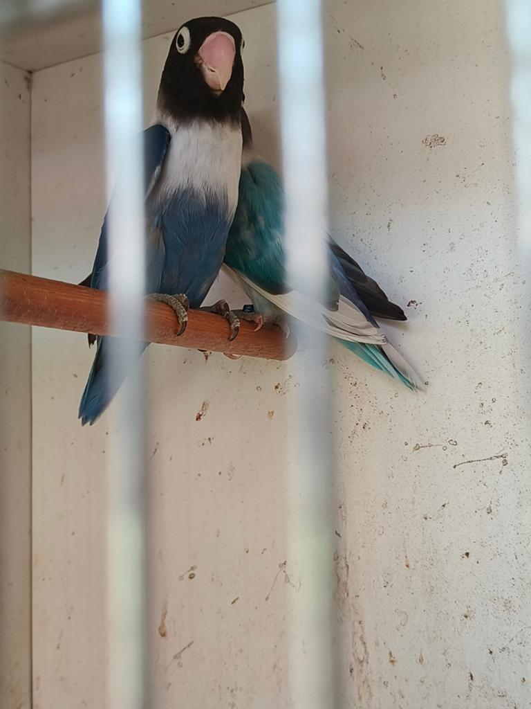 Personata pop, Dieren en Toebehoren, Vogels | Parkieten en Papegaaien