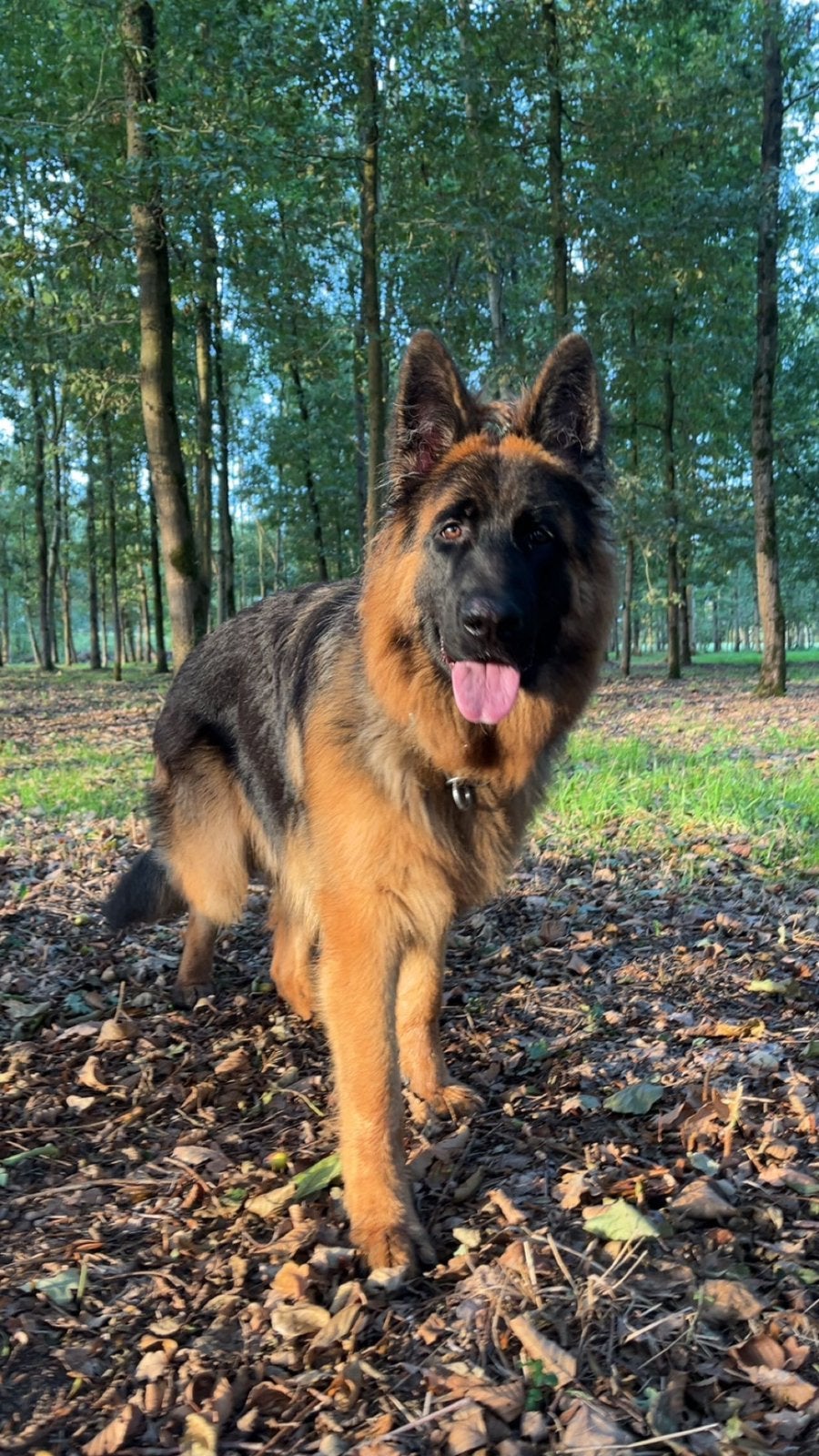 Berger allemand à poil long, Animaux & Accessoires, 1 à 2 ans, Particulier, Chien (mâle), Maladie de Carré (chiens)