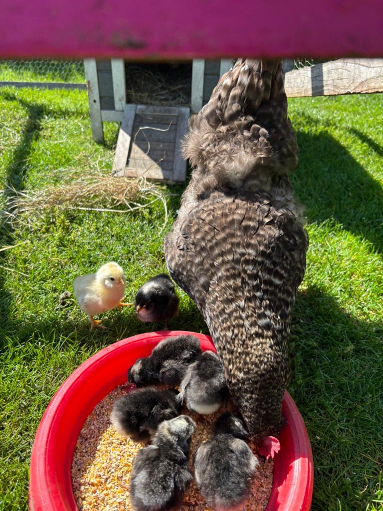 Moederkip met kuikens, Dieren en Toebehoren, Vrouwelijk, Kip