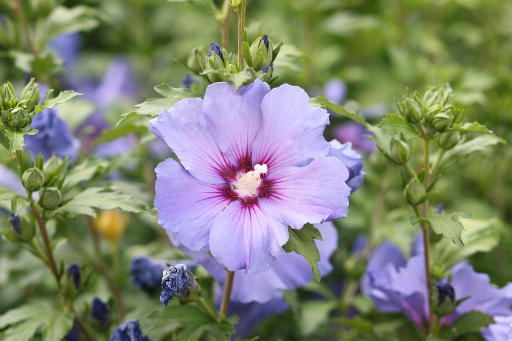 Hibiscus, Tuin en Terras, Planten | Tuinplanten, Volle zon, Vaste plant, Zomer, Ophalen