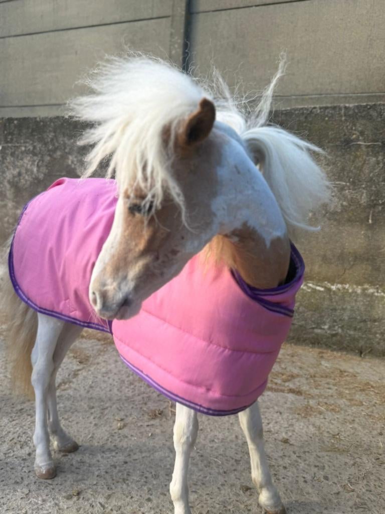Mini paarden Amerikaanse minipaarden, Dieren en Toebehoren, Minder dan 160 cm, Met stamboom, Niet van toepassing, 0 tot 2 jaar