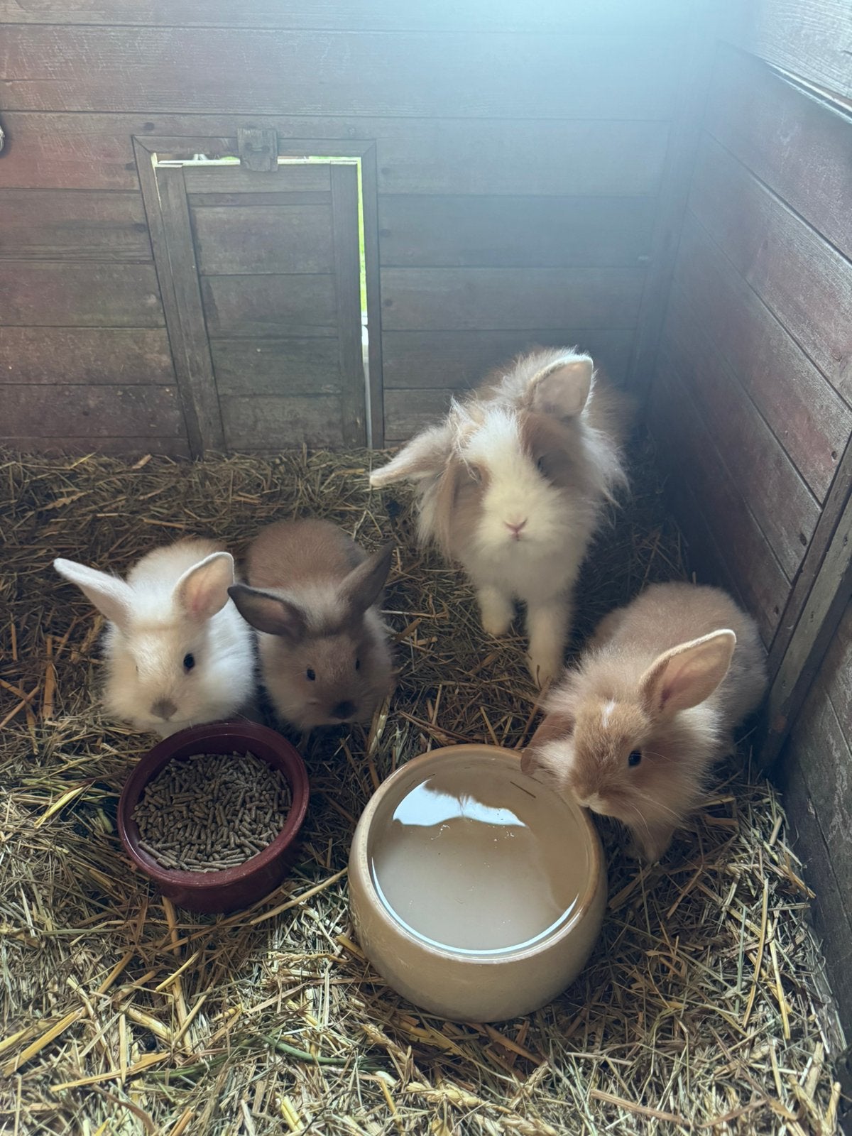 Dwergkonijntjes, Mei, Meerdere dieren