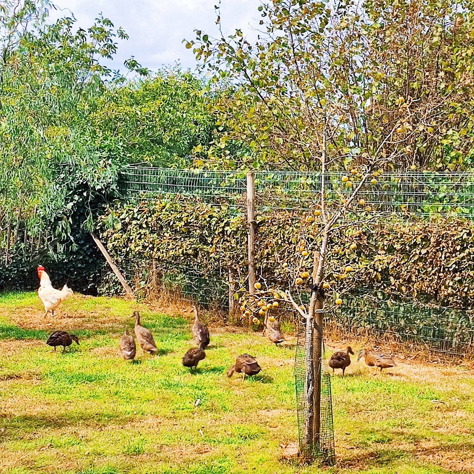 loopeenden, Dieren en Toebehoren