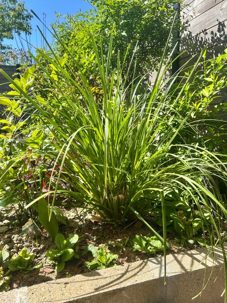 Tuinplanten, Ophalen, Zomer, Vaste plant, Volle zon