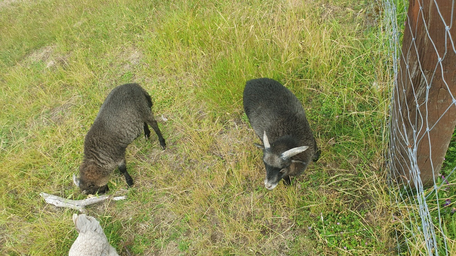 agneaux ouessant, Animaux & Accessoires, Moutons, Chèvres & Cochons
