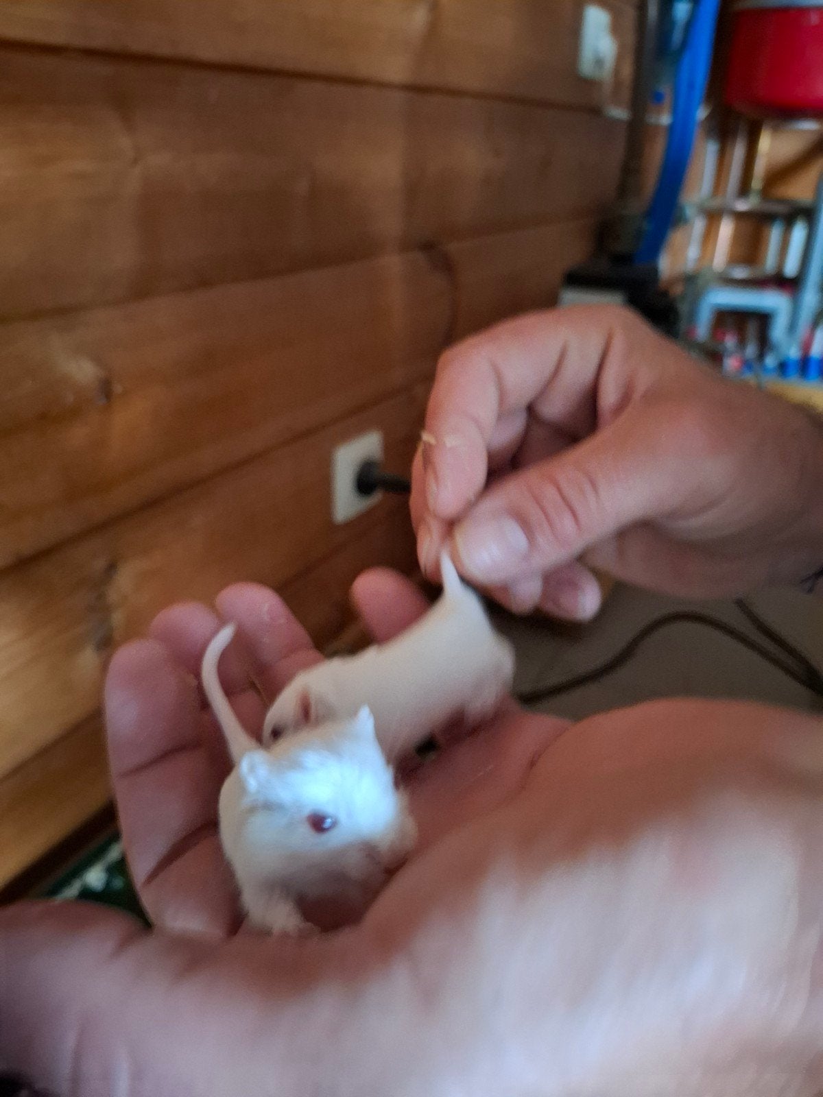 gerbils, Dieren en Toebehoren, Overige typen, Tam, Juli, Geslacht onbekend