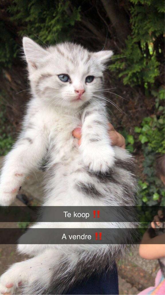 Kitten Te koop ! Verschillende, Dieren en Toebehoren