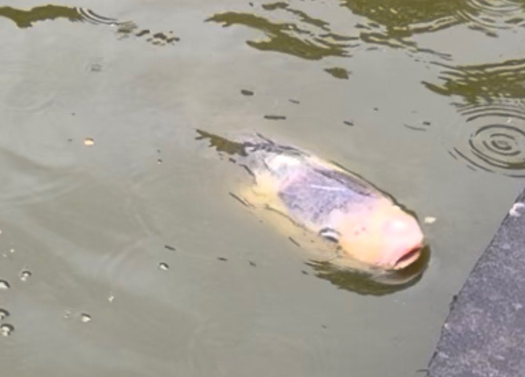 verschillende Koi's, Dieren en Toebehoren, Karper of Koi