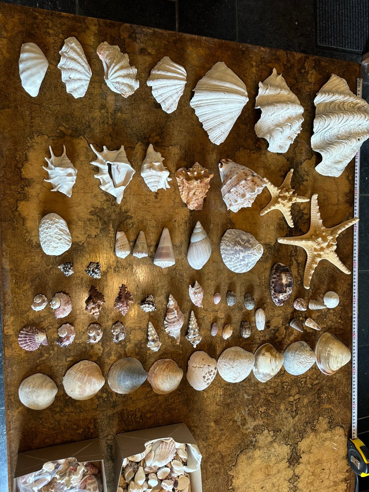 Seashells Collections Aquariumvakanties Sea Deco, Ophalen, Schelp(en)