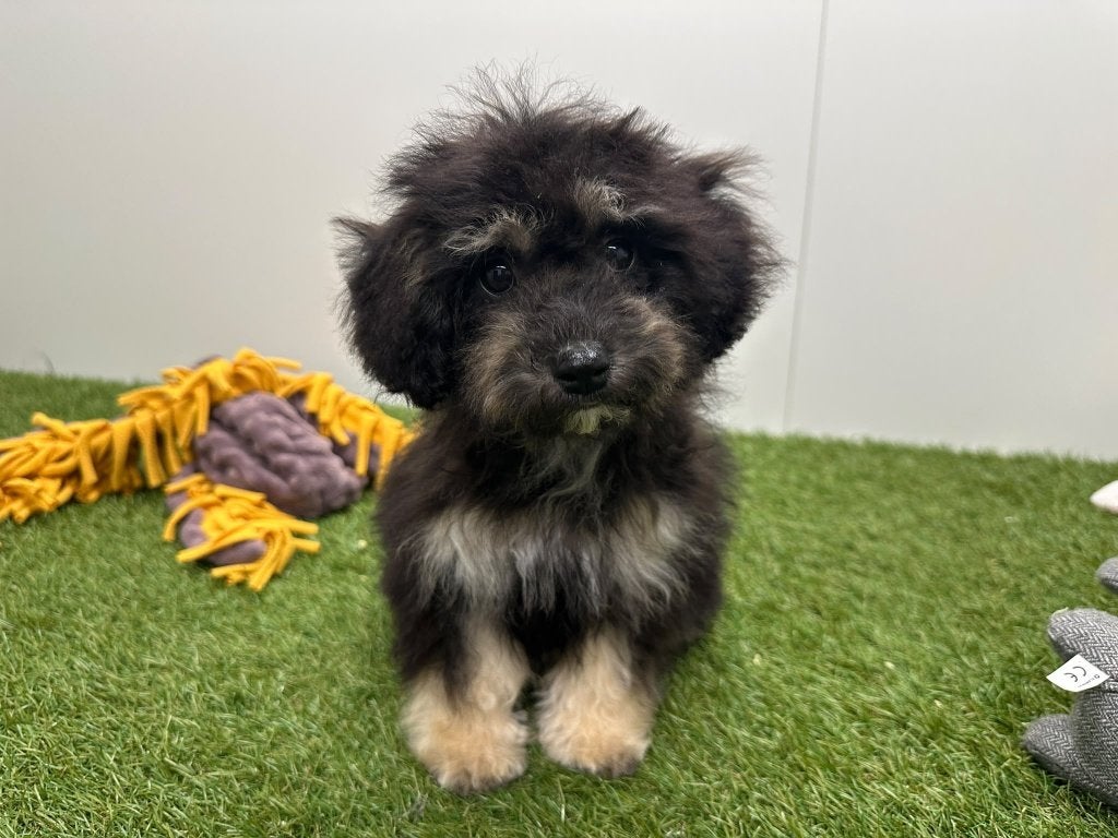 Chiots Maltipoo, 15 semaines à 1 an, Maladie de Carré (chiens), Petit, Éleveur | Professionnel
