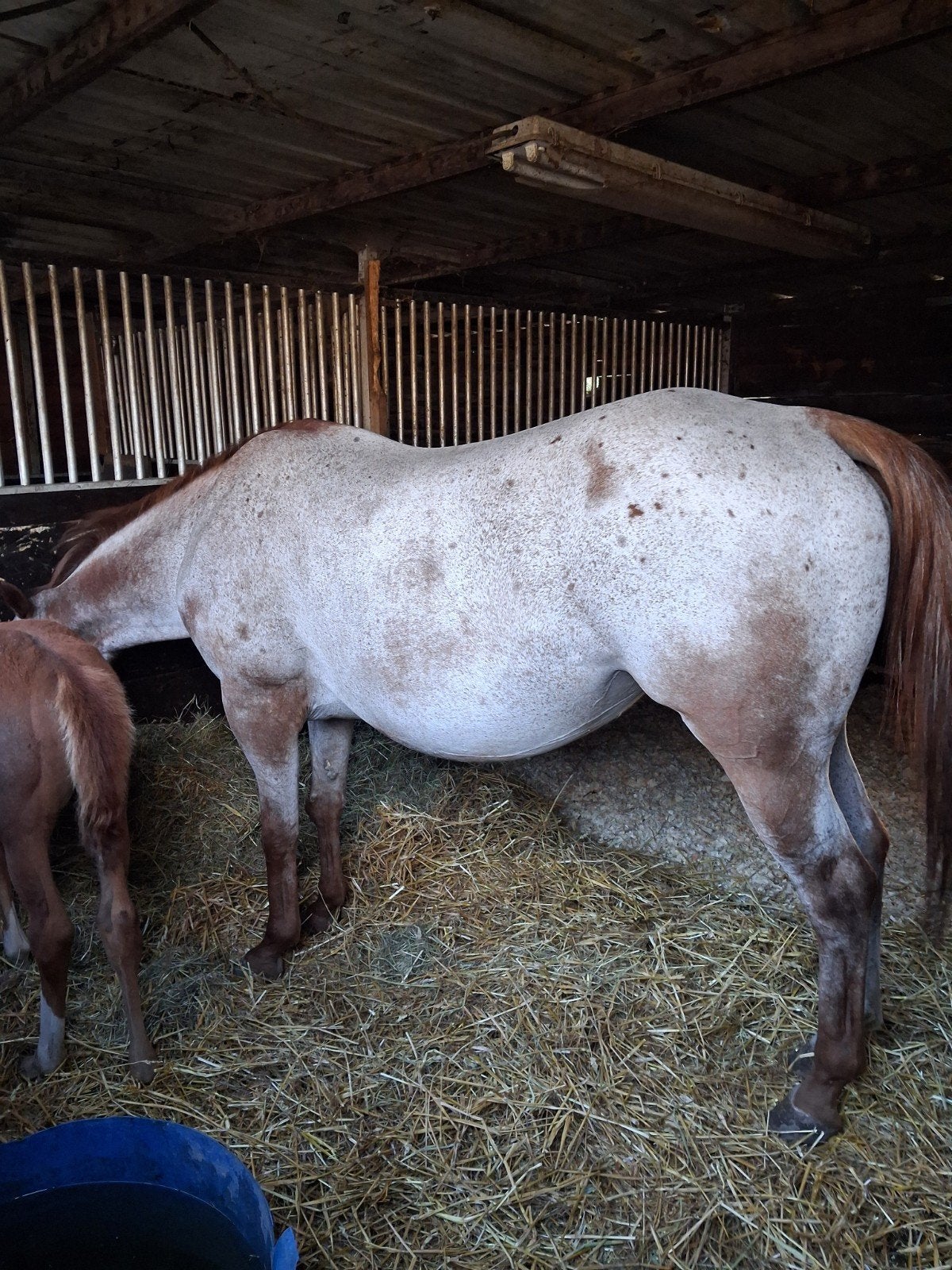zeer brave appaloosa quarter. 13jaar ., Dieren en Toebehoren, 11 jaar of ouder, Westernpony, Merrie, Gechipt