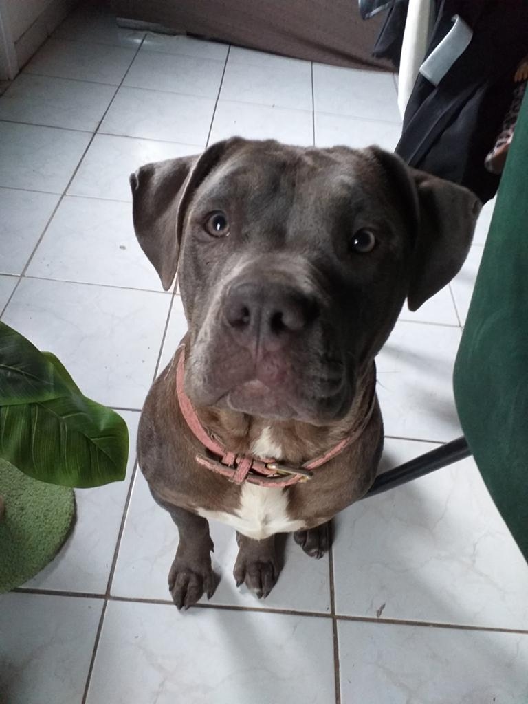 American bully xl, Animaux & Accessoires, Chiens | Bouledogues, Pinschers & Molossoïdes, 15 semaines à 1 an, Particulier, Hépatite contagieuse (maladie de Rubarth)