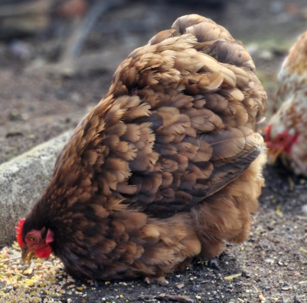 Broedeieren Cochin kriel., Dieren en Toebehoren, Geslacht onbekend, Kip