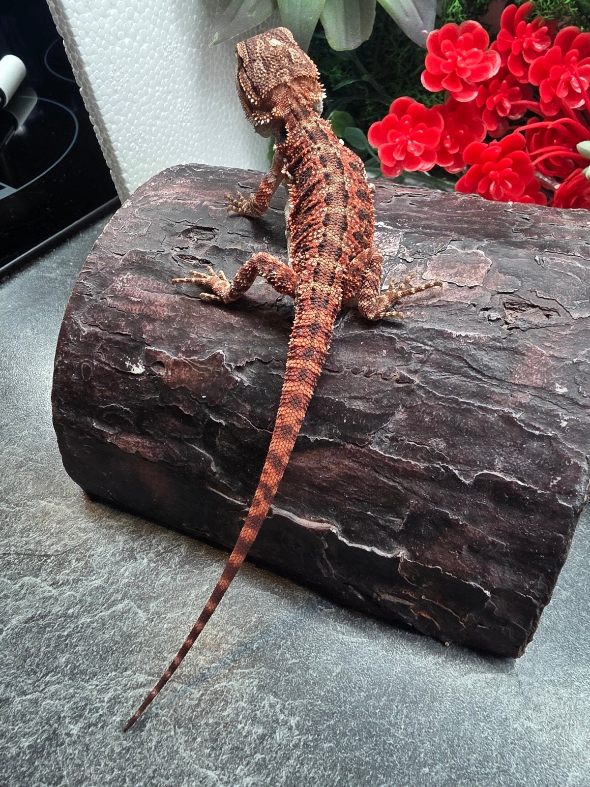 100% red monster het hypo man, Dieren en Toebehoren, Reptielen en Amfibieën