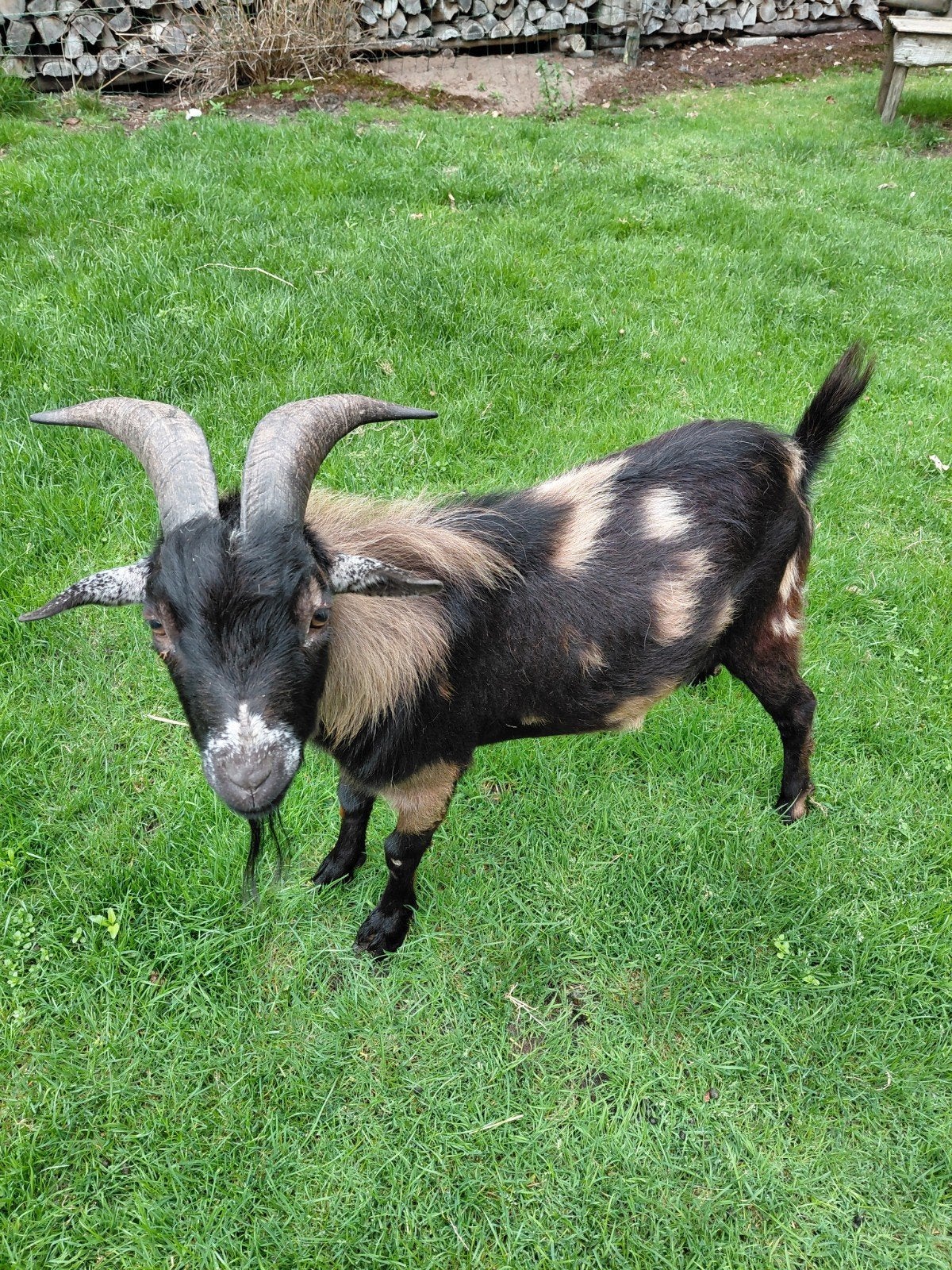 Dwerggeiten, Dieren en Toebehoren, Schapen, Geiten en Varkens