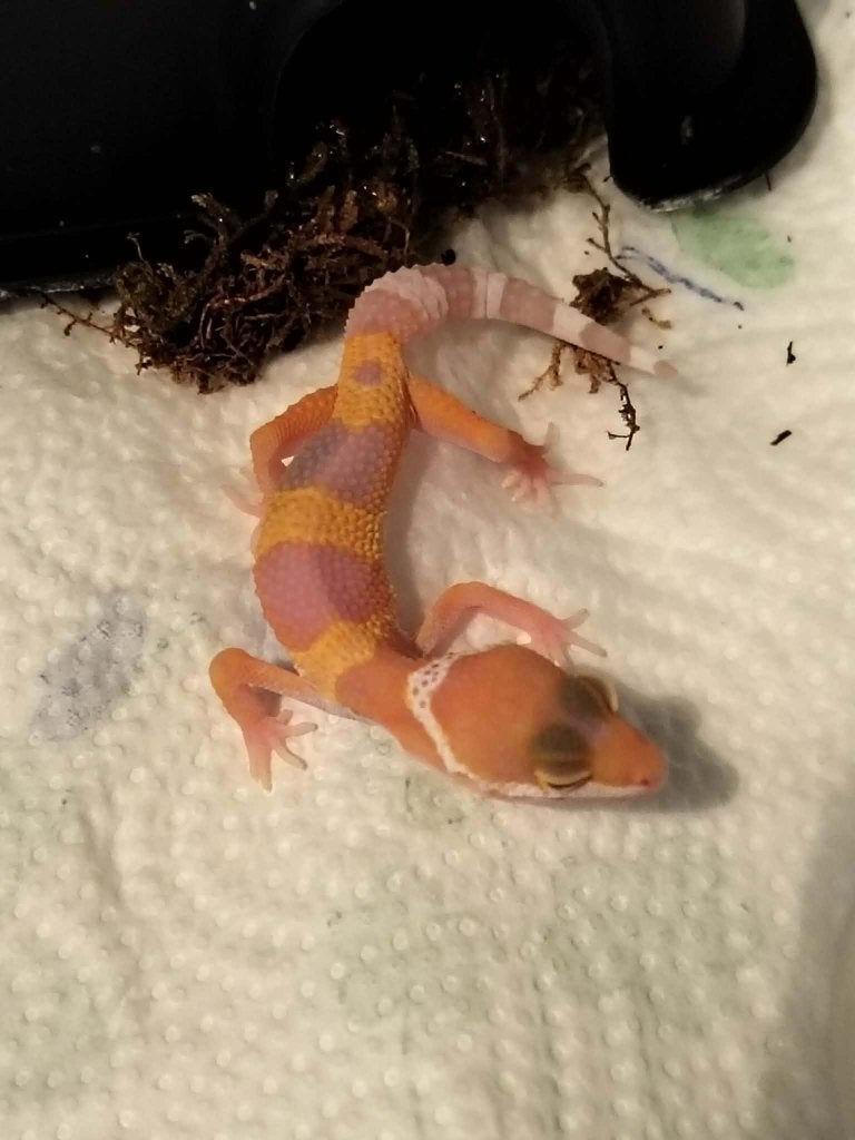 nakweek luipaardgekko s, Dieren en Toebehoren, Hagedis, Tam, 0 tot 2 jaar