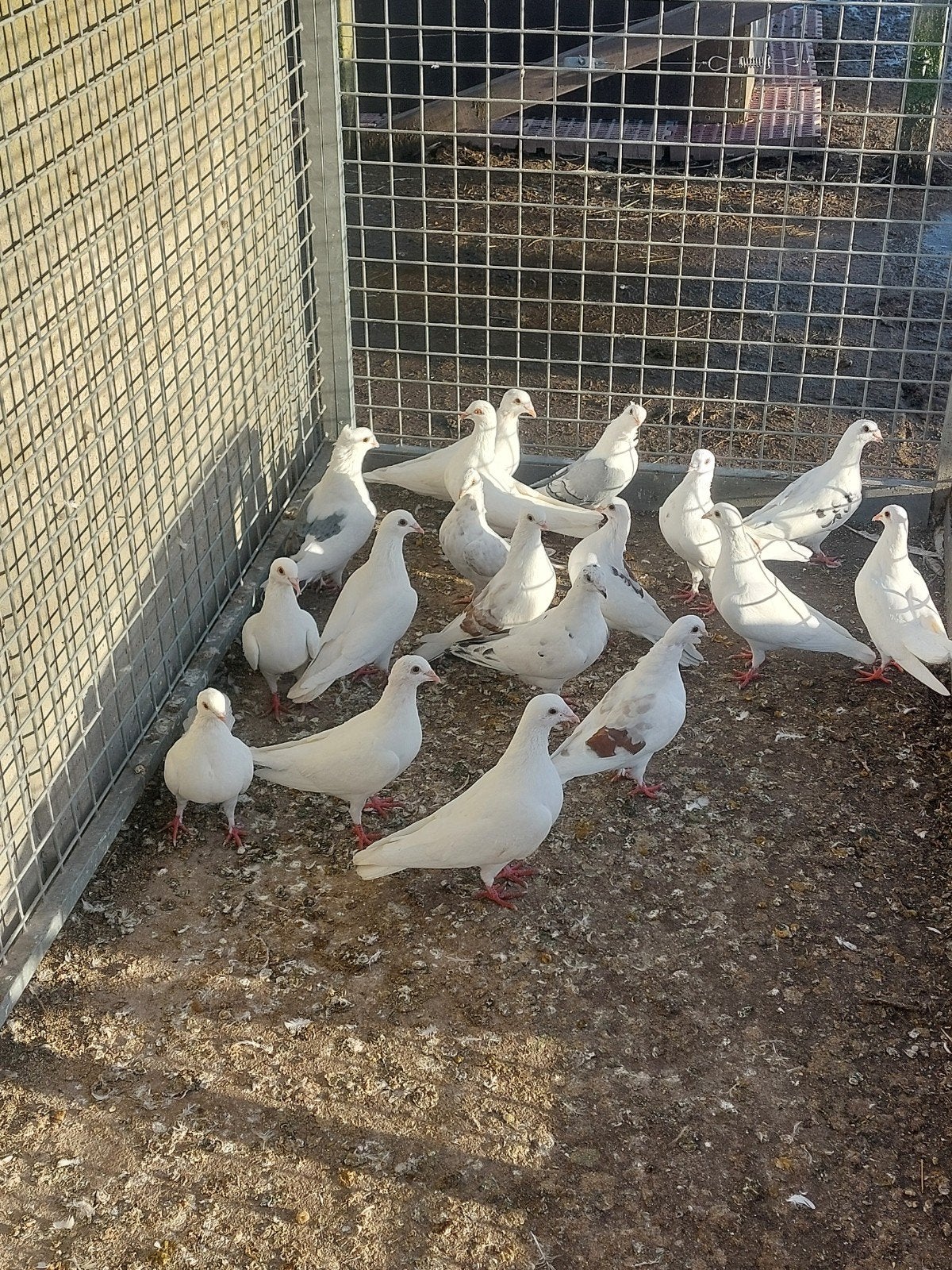 Lot duiven., Dieren en Toebehoren
