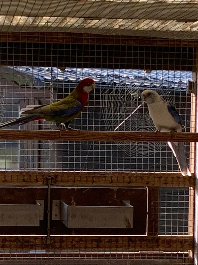 Koppels rosella, Dieren en Toebehoren, Vogels | Parkieten en Papegaaien
