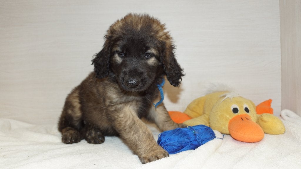 LEONBERGERS, Chien (mâle), Autres races, Belgique, Plusieurs