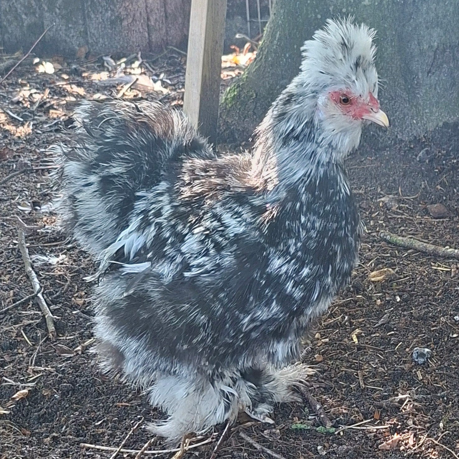 raszuivere mottled zijdehoen hen, Dieren en Toebehoren, Vrouwelijk, Kip