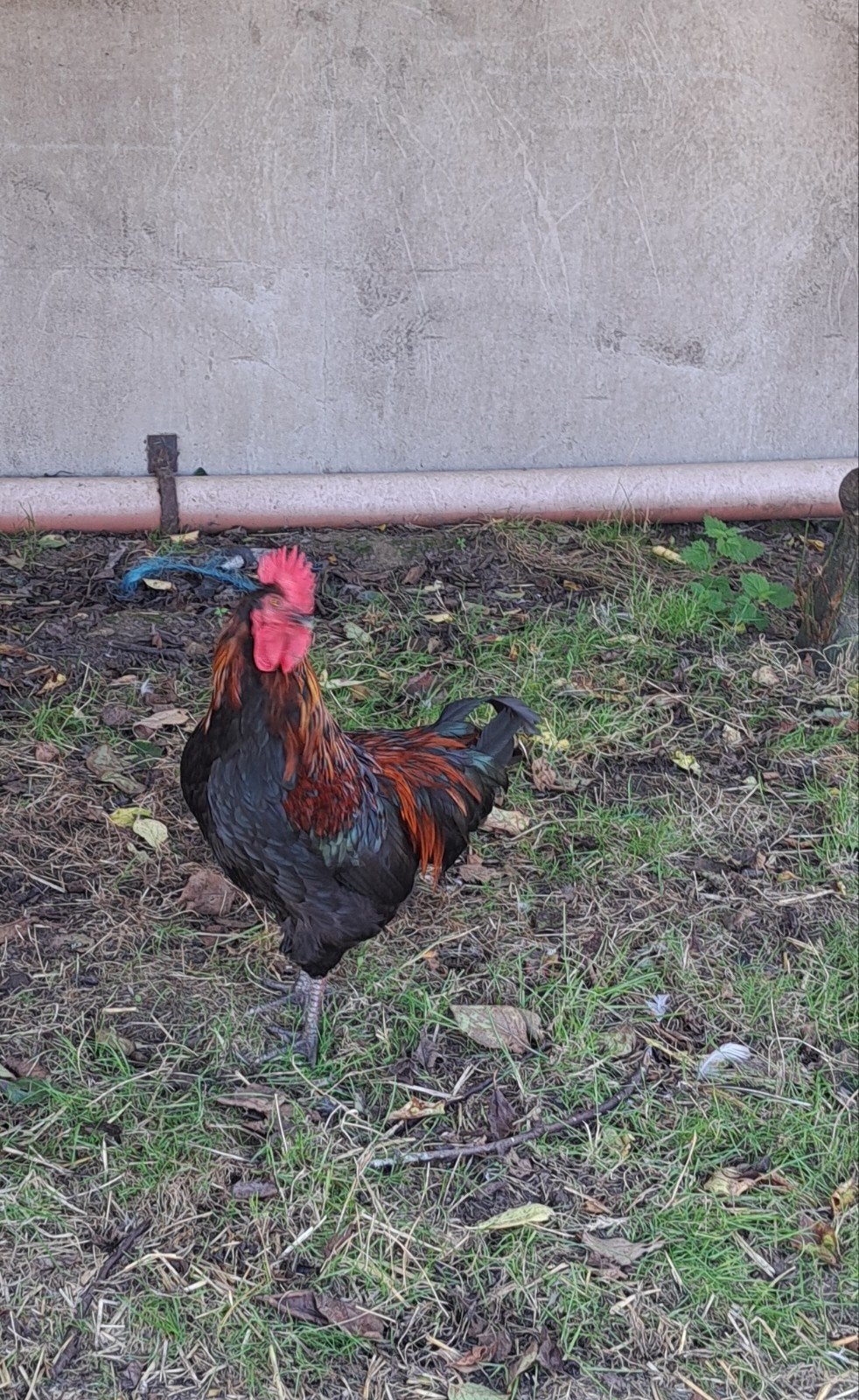 hanen, Dieren en Toebehoren, Kip