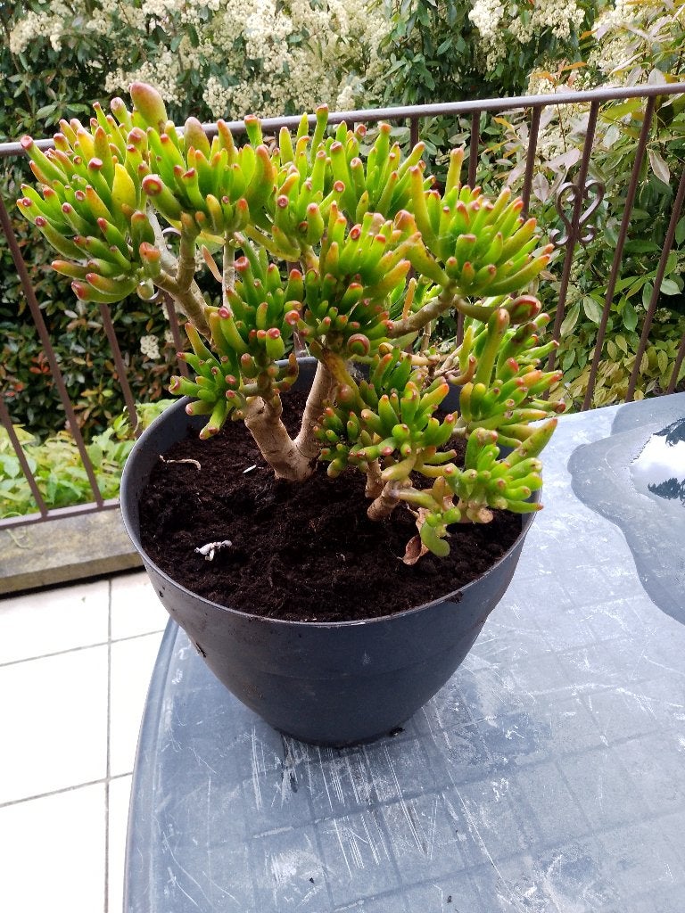 ARBRE DE JADE CRASSULA OVATA PLANTE ORNEMENTAL, Enlèvement, Plein soleil