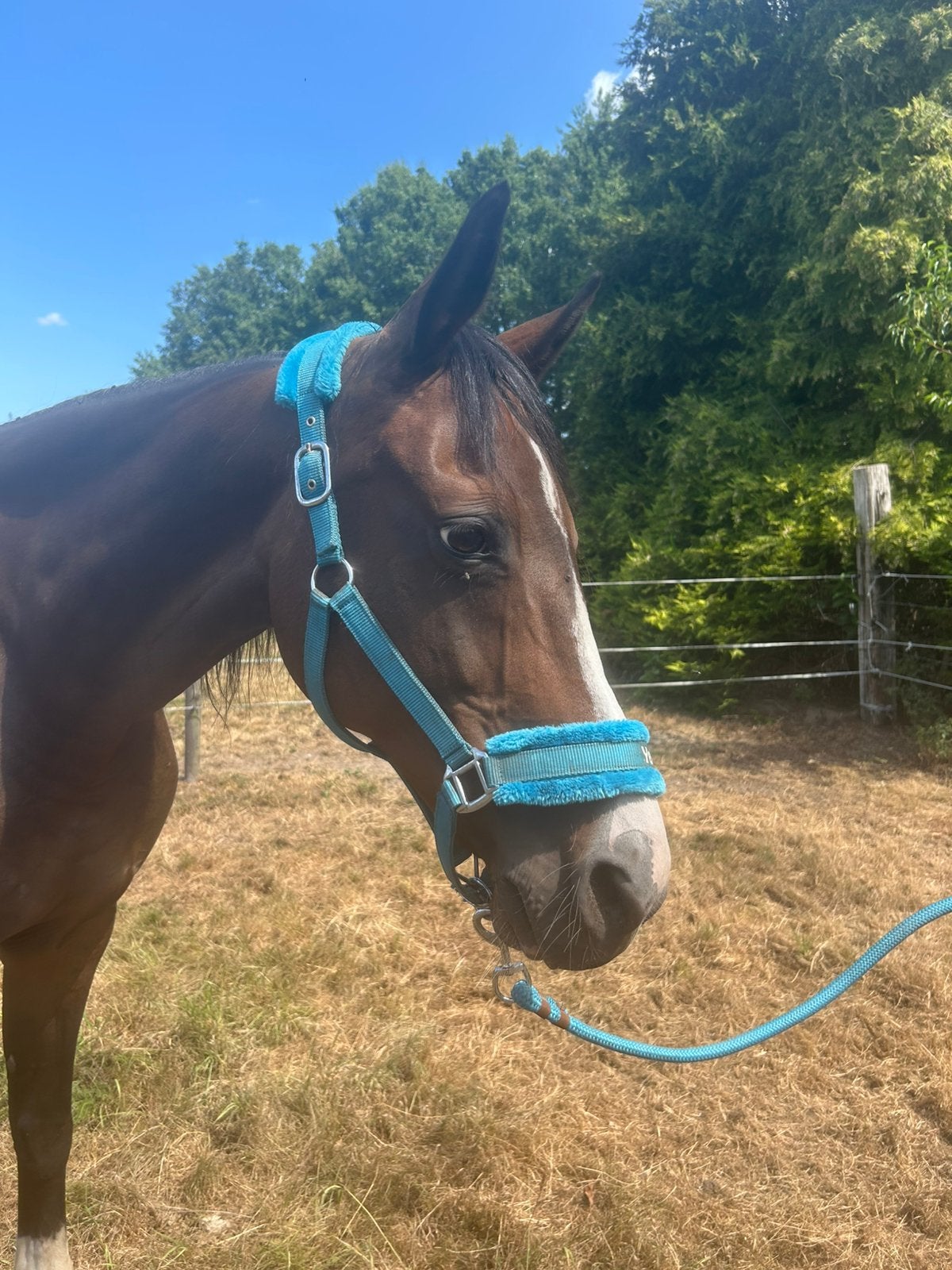 KWPN Merrie ecuador latoya Voltaire, Dieren en Toebehoren, Paarden, Merrie, Met stamboom, Dressuurpaard, L