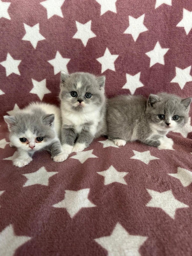 British Shorthair, Chatte ou Chat, Avec pedigree, 0 à 2 ans
