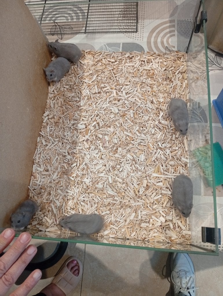 Nestje dwerghamsters, Animaux & Accessoires, Rongeurs, Hamster, Domestique, Plusieurs animaux, Mai