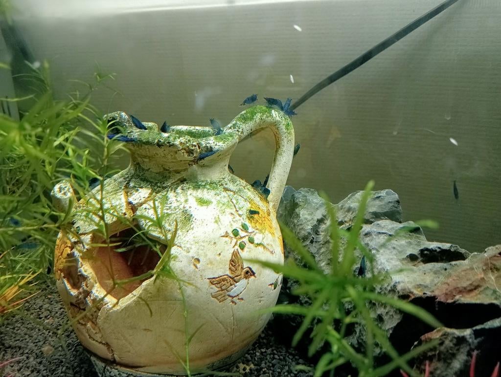 Blue dream shrimp / garnaal, Kreeft, Krab of Garnaal, Zoetwatervis