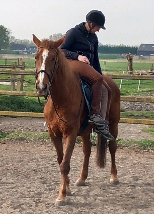 Lieve vos merrie, Avec puce électronique, 11 ans ou plus, M, 160 à 165 cm